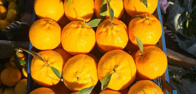 الوساطة التجارية في استيراد الفاكهة المصرية إلى السعودية