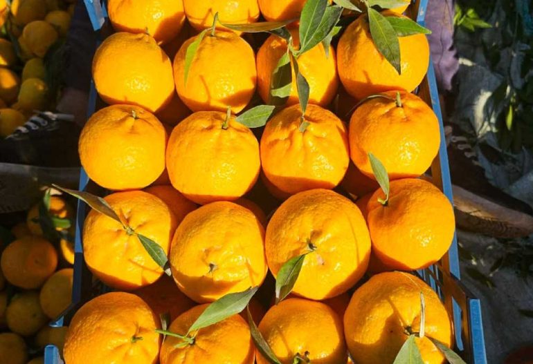 الوساطة التجارية في استيراد الفاكهة المصرية إلى السعودية